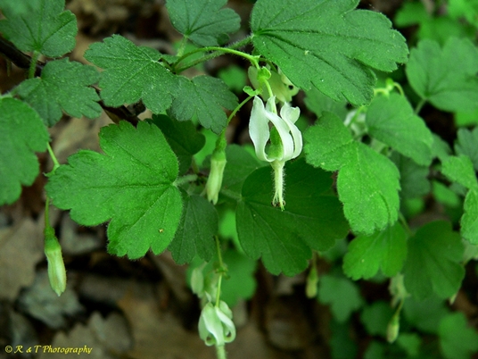 {Ribes curvatum}